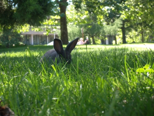 I Iz in ur grass, waitin for to pounce!